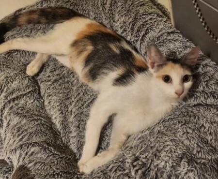 Adopter Duchesse