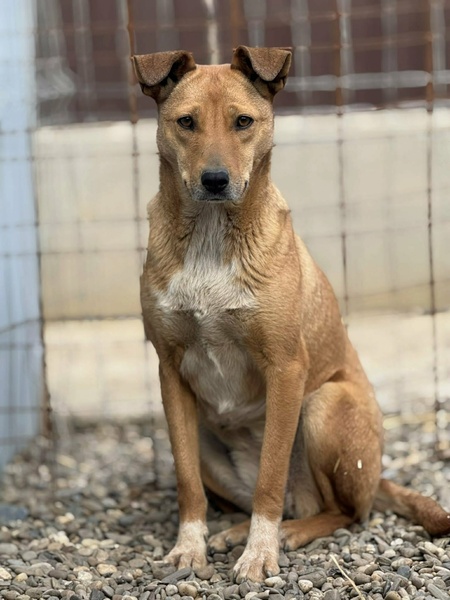 Adopter Mindy