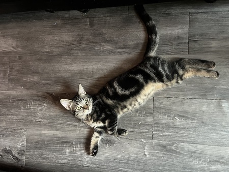 Adopter Arya