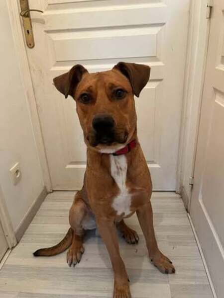 Adopter Scoobydoo