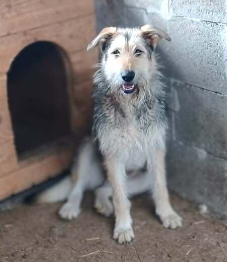 Adopter Sierra