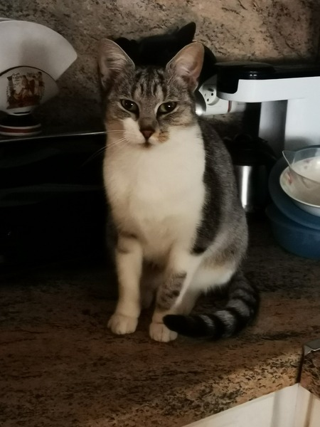 Adopter Filoute
