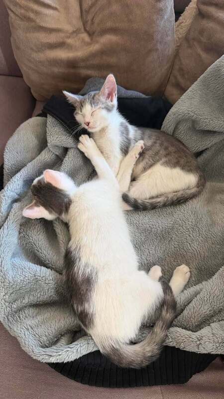 Adopter Chipy
