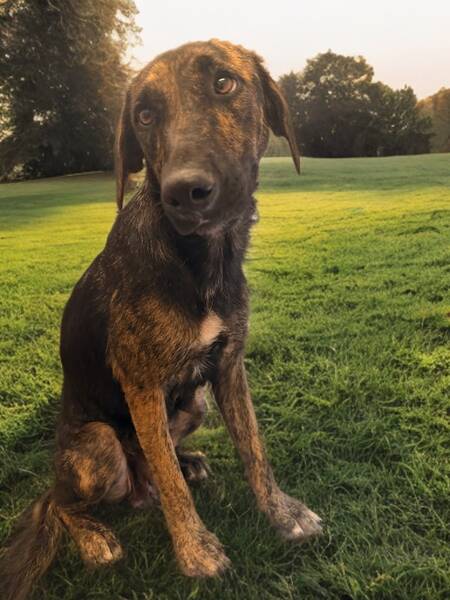 Adopter Shiva