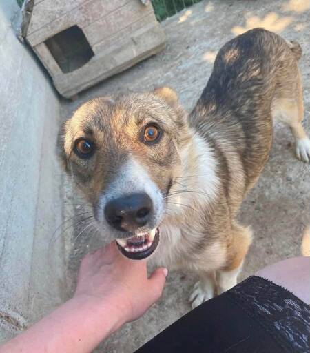 Adopter Tommy