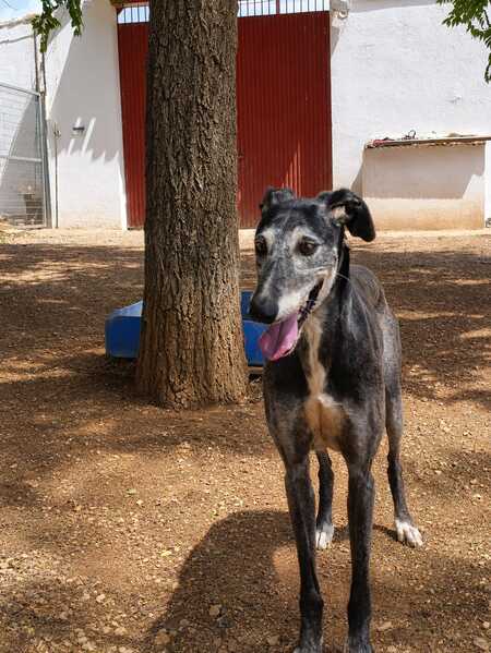 Adopter Camaron