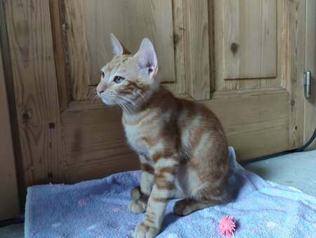 Adopter Birou