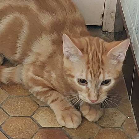 Adopter Bifidus