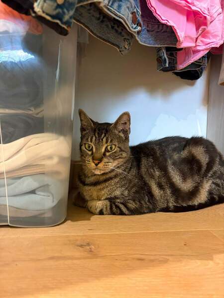 Adopter Pandora
