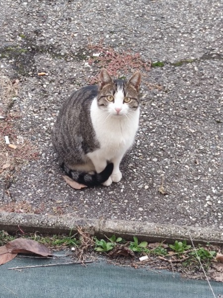 Adopter Petitou
