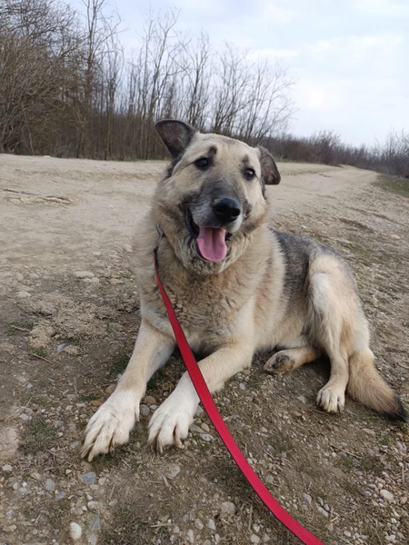 Adopter Falko