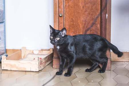 Adopter Bob