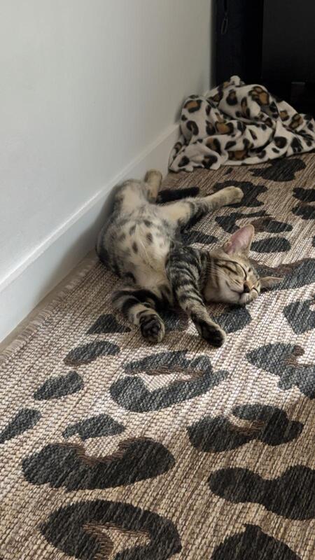Adopter Gumby
