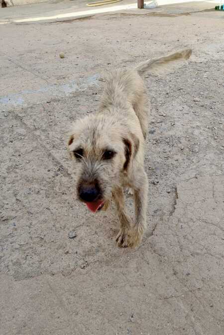 Adopter Poncho