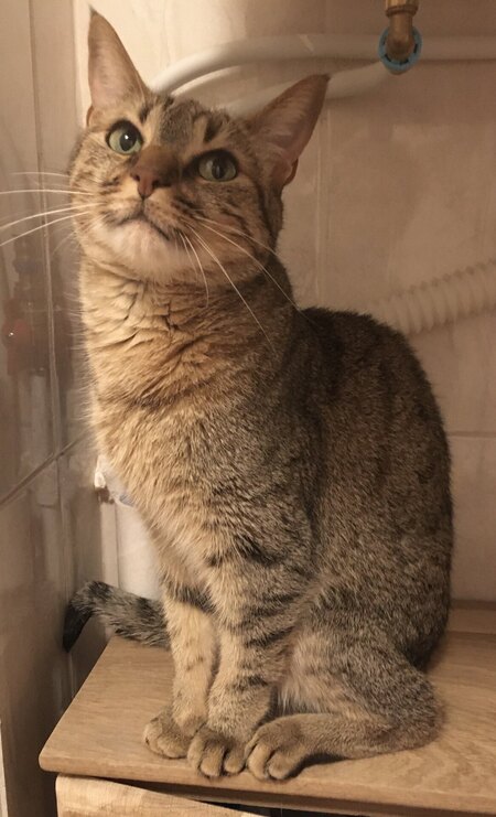 Adopter Chabine