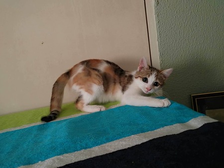 Adopter LILI