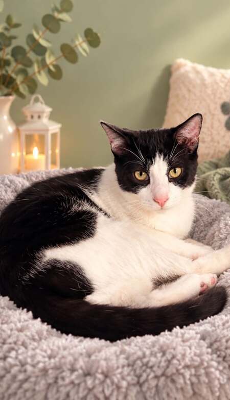 Adopter Ben