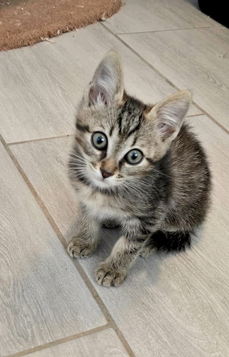 Adopter Bart