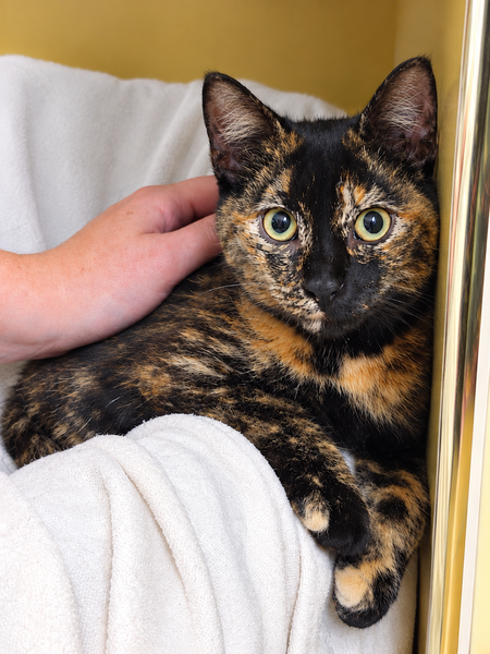 Adopter Lysandre