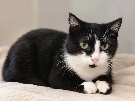 Adopter Ninouche