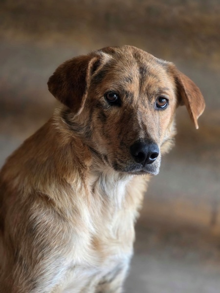 Adopter Slatka