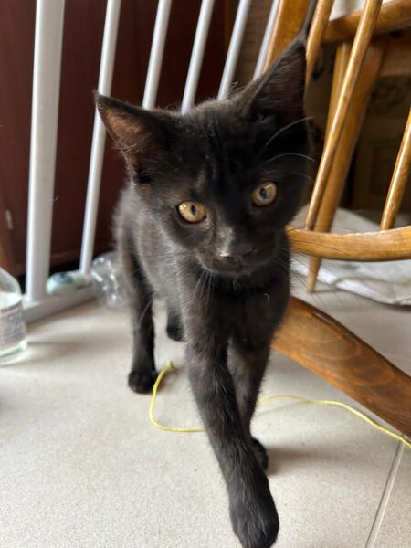 Adopter Baghera