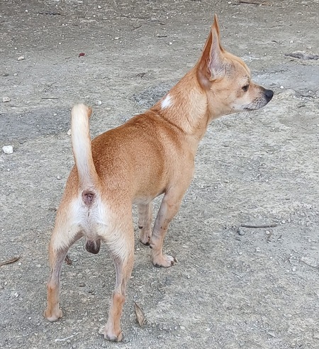 Adopter Ulysse