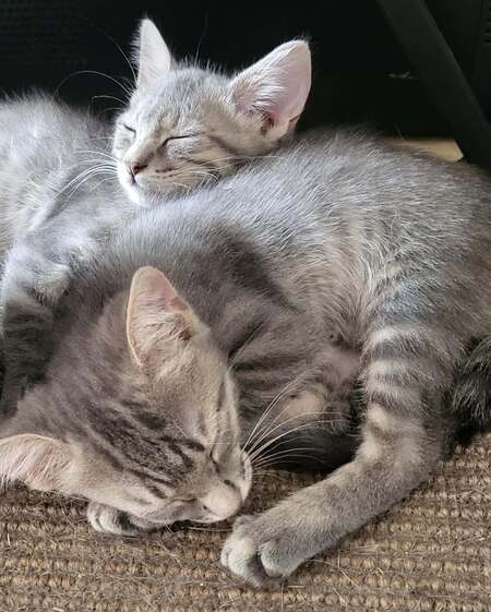 Adopter Bluebell