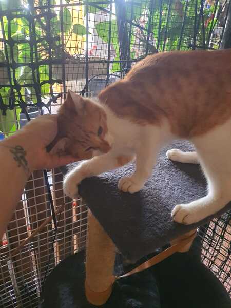Adopter Evadé