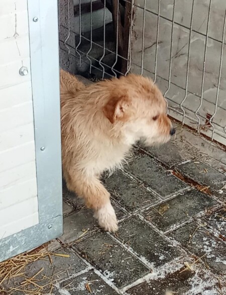 Adopter Amos