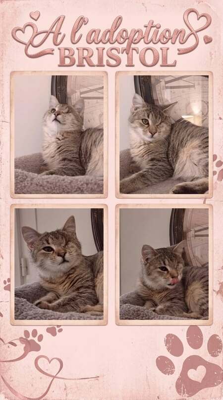 Adopter Bristol