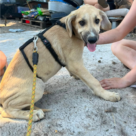 Adopter MANO