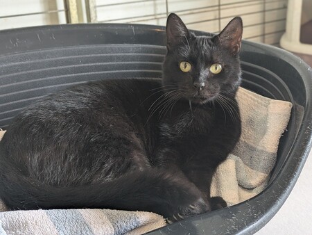 Adopter Brio