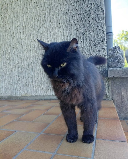Adopter Choupi