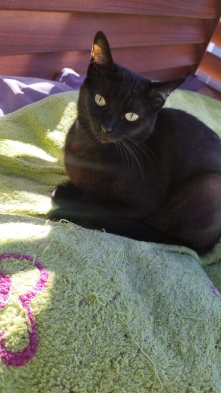 Adopter Arwen
