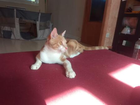 Adopter Banzaï
