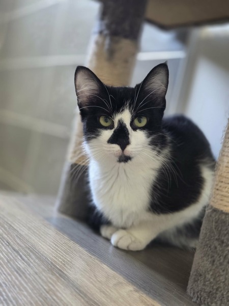Adopter Clairette