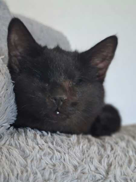 Adopter Gilbert