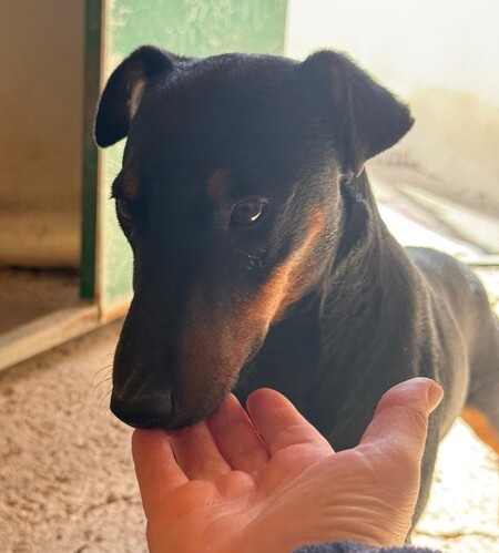 Adopter Gaspar