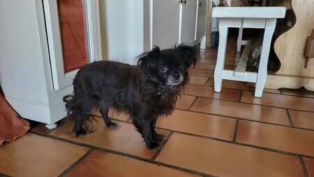 Adopter Netti