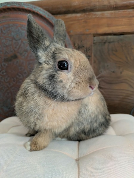 Adopter Roméo
