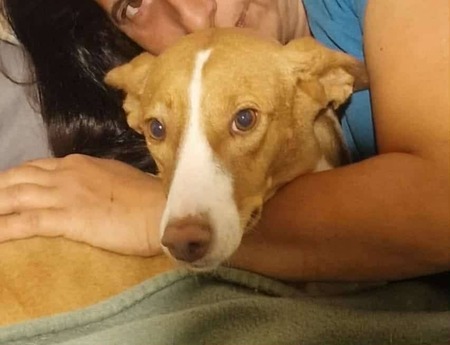 Adopter Vénus