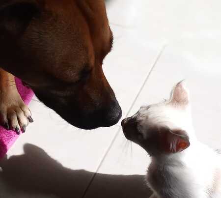 Adopter SNOW