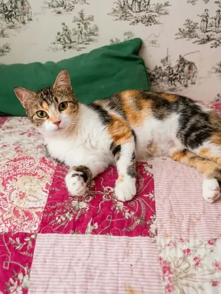 Adopter kathleen