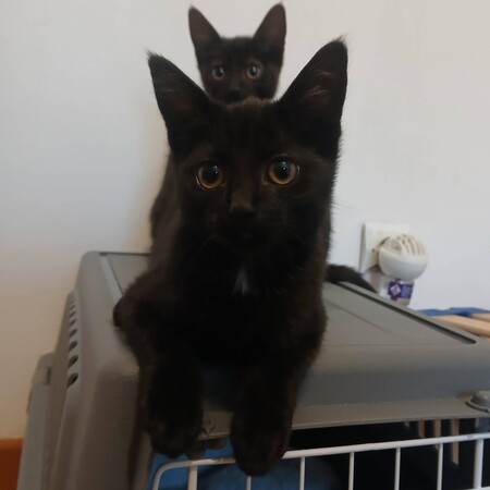 Adopter Sael