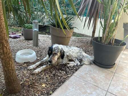 Adopter Tonnerre