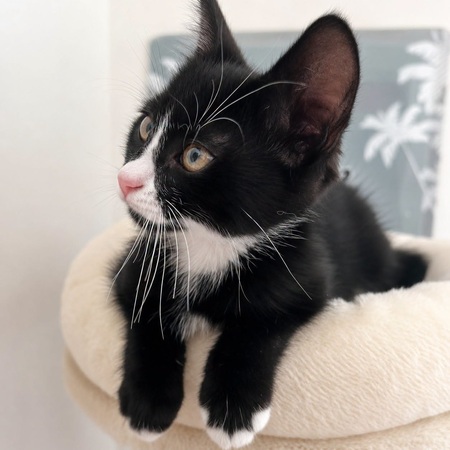 Adopter NOUCHKA