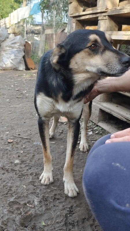 Adopter Kovu