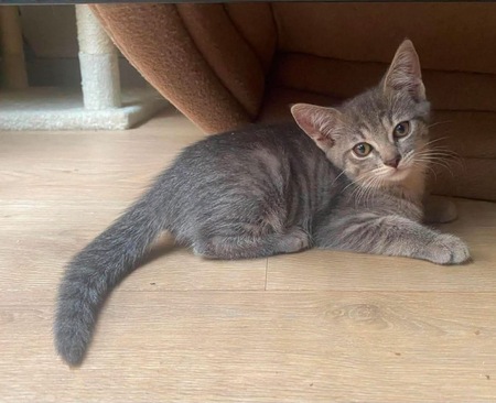 Adopter GALANGA