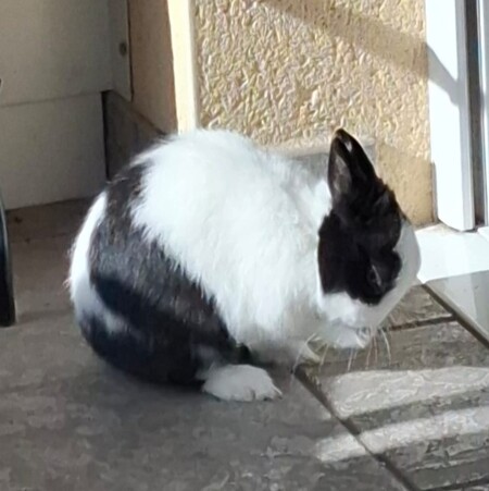 Adopter Loky
